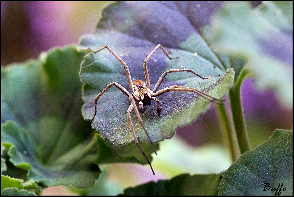 Pisaura  sp.